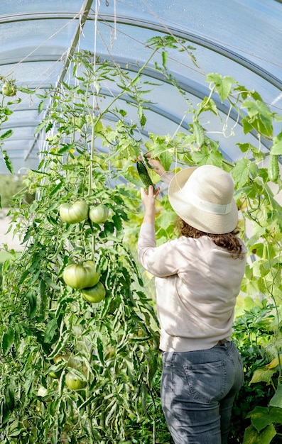 Uma mulher agricultora trabalhando em estufa orgânica. Mulher cultivando legumes