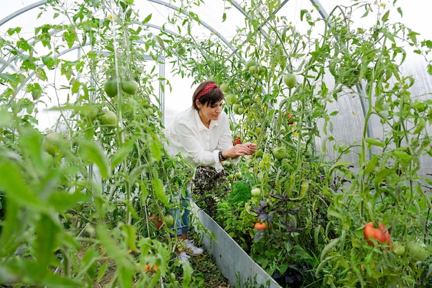 Uma mulher agricultora trabalhando em estufa orgânica. Mulher cultivando plantas biológicas, tomates na fazenda