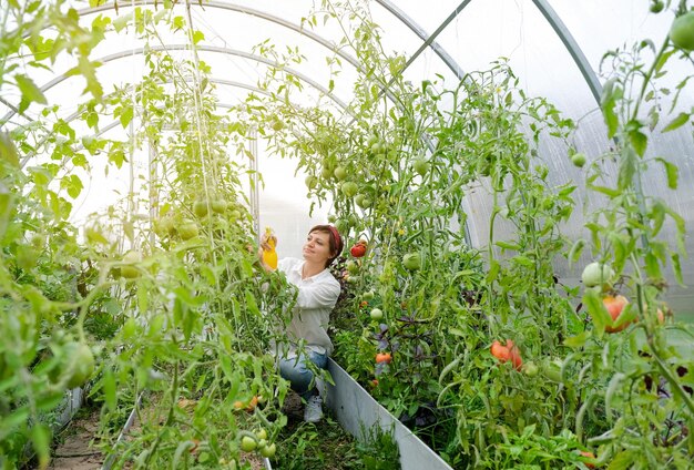 Uma mulher agricultora trabalhando em estufa orgânica. Mulher cultivando plantas biológicas, tomates na fazenda