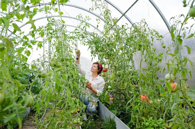 Uma mulher agricultora trabalhando em estufa orgânica. Mulher cultivando plantas biológicas, tomates na fazenda