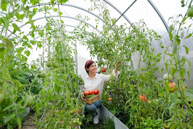 Uma mulher agricultora trabalhando em estufa orgânica. Mulher cultivando plantas biológicas, tomates na fazenda