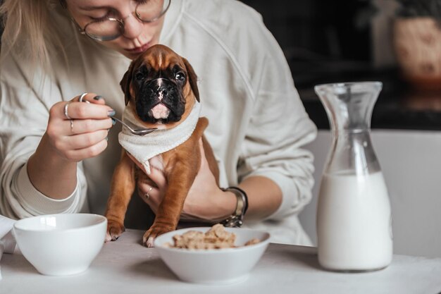 Uma mulher alimenta cereais e leite para três pequenos filhotes de boxer alemães com um focinho engraçado durante o café da manhã