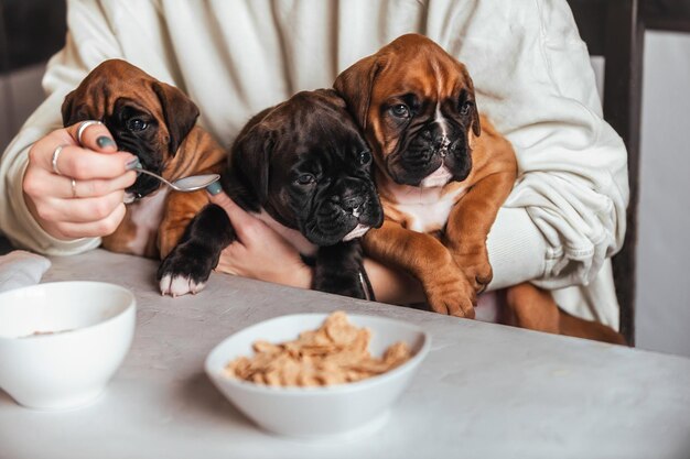 Uma mulher alimenta cereais e leite para três pequenos filhotes de boxer alemães com um focinho engraçado