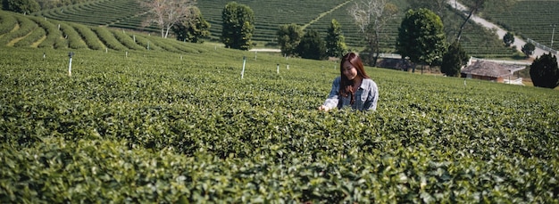 Uma mulher asiática em uma plantação de chá em Chiang Rai, Tailândia