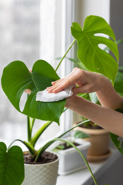 Uma mulher caucasiana ou europeia cuida das flores e plantas de sua casa