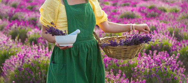 Uma mulher coleta flores de lavanda para óleo essencial Foco seletivo