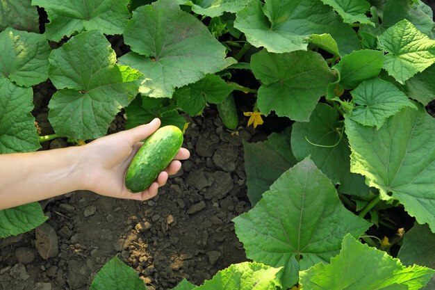 Uma mulher coleta pepinos em um jardim de legumes