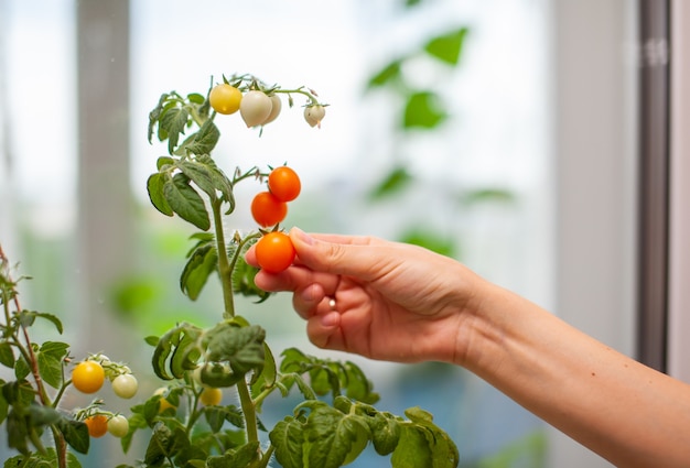 Uma mulher colhe tomates amarelos e maduros. Pequenos tomates verdes e maduros crescendo no parapeito da janela. Mini-vegetais frescos na estufa em um galho com frutas verdes. Frutas jovens no mato.