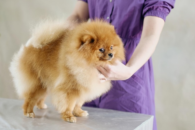 Uma mulher coloca um cachorro pomeranian em um rack em uma mesa