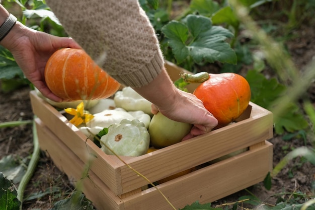 Uma mulher coloca uma abóbora em uma caixa de colheita de legumes