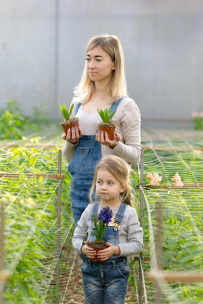 Uma mulher com uma filha pequena mantém flores em vasos em uma estufa na primavera.