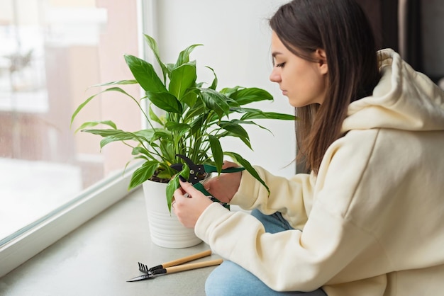 Uma mulher corta as folhas amarelas murchas de um spathiphyllum Conceito de cuidados com plantas domésticas Hobby Flor interna em um vaso branco Foco seletivo suave