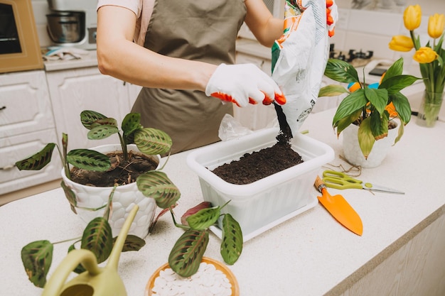 Uma mulher cuida de plantas na cozinha transplante de primavera de flores regando jardinagem em casa