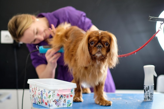 Uma mulher cuida de um cachorro fofo Cavalier King Charles Spaniel