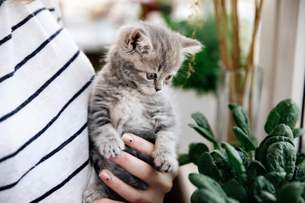 Uma mulher de blusa listrada segura nos braços um lindo gatinho da raça Scottish Straight em casa na varanda em auto-isolamento O gatinho olha com um olhar interessado nas plantas