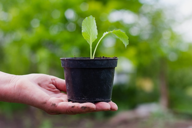 Uma mulher de etnia caucasiana segura na mão estendida um vaso preto com terra e uma muda de repolho verde