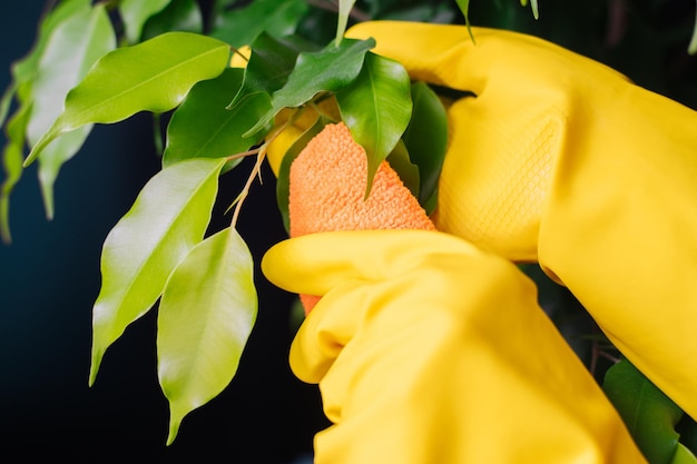Uma mulher de luvas amarelas limpa a poeira das folhas Foco seletivo Cuidados com as plantas
