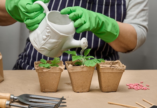 Uma mulher em casa está regando plantas em copos de papel Cultivando plantas e legumes em casa