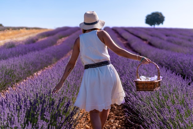 Uma mulher em um campo de lavanda de verão com um chapéu e uma cesta coletando flores estilo de vida