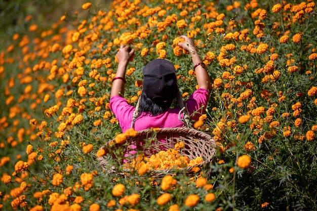 Uma mulher em uma cesta está em um campo de flores.