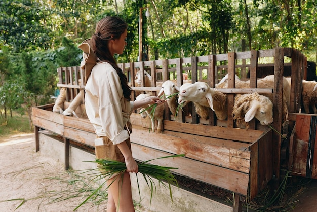 Uma mulher está alimentando ovelhas em um quintal com uma planta verde na frente dela