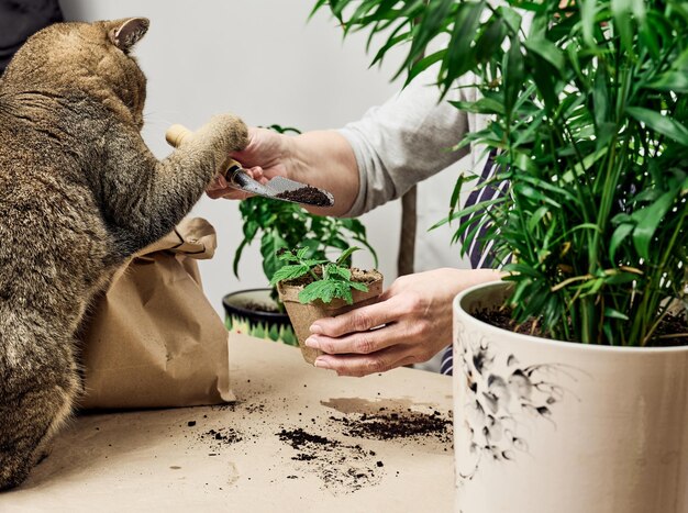 Uma mulher está plantando plantas em um copo de papel em casa, um gato cinza adulto está sentado ao lado dela Cultivando vegetais em casa