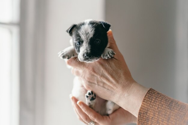 Uma mulher está segurando um cachorrinho nos braços e rindo