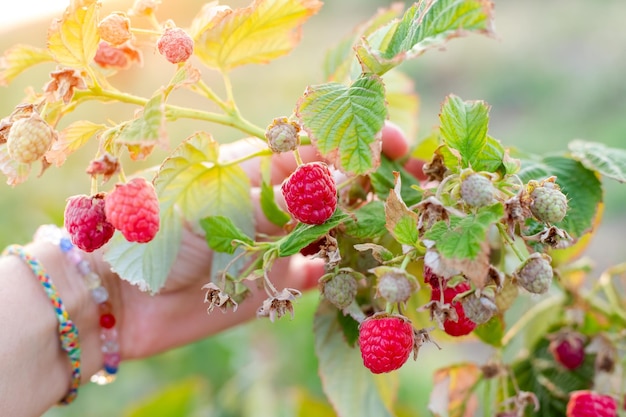 Uma mulher examina os frutos das framboesas Maravilla maduras em um arbusto Grandes variedades de framboesas crescem na fazenda