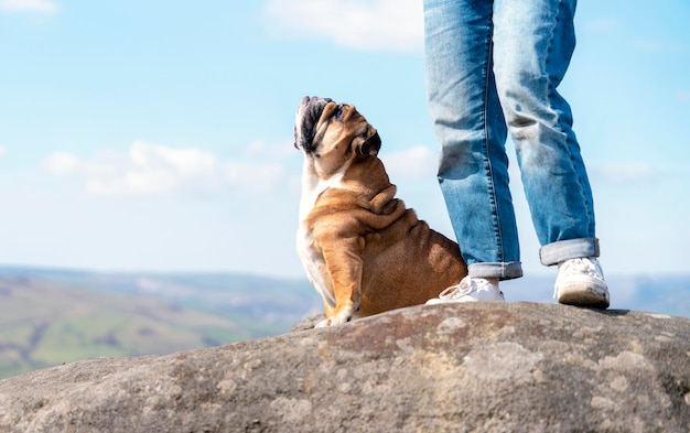 Uma mulher feliz com bulldogs ingleses no topo da montanha em Peak District em um dia quente e ensolarado