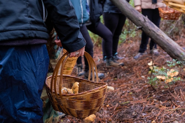 Uma mulher idosa carrega uma cesta cheia de cogumelos comestíveis na floresta de outono do norte segurando em sua mão