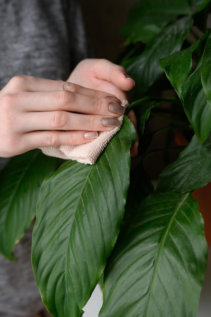 Foto uma mulher limpa as folhas de uma planta de casa com um pano macio e úmido spathiphyllum o conceito de floricultura e cuidados com as plantas