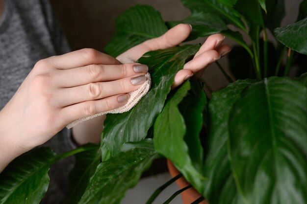 Uma mulher limpa as folhas de uma planta de casa com um pano macio e úmido Spathiphyllum O conceito de floricultura e cuidados com as plantas