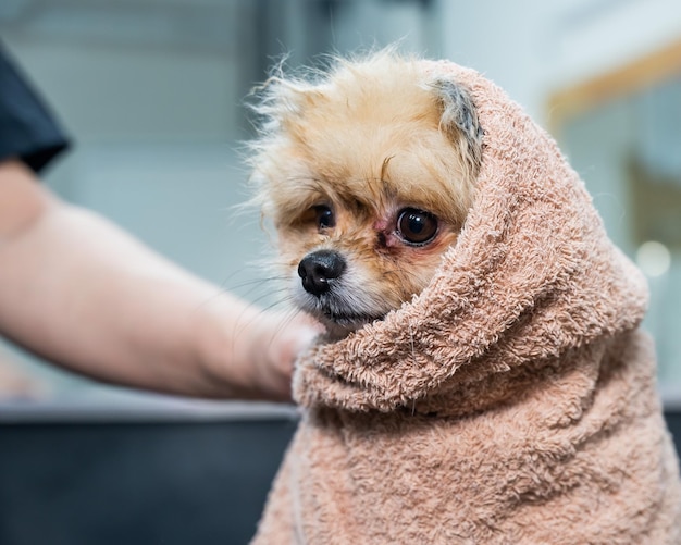 Uma mulher limpa um pomeranian com uma toalha bege depois de lavar o cão spitz no salão de beleza