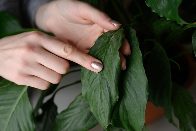 Uma mulher limpa uma folha de uma planta de casa com o dedo, há poeira nela Spathiphyllum O conceito de floricultura