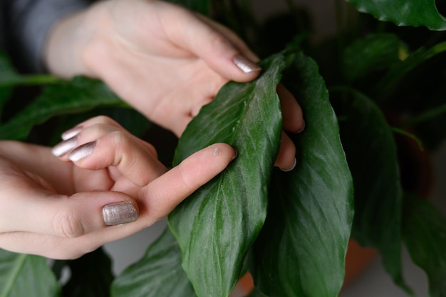 Uma mulher limpa uma folha de uma planta de casa com o dedo, há poeira nela Spathiphyllum O conceito de floricultura