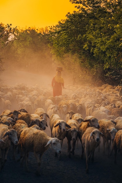 Uma mulher local e um grande rebanho de ovelhas retornando ao celeiro ao pôr do sol depois de um dia de alimentação nas montanhas na província de Ninh Thuan, no Vietnã