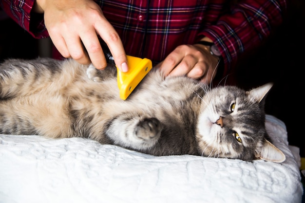 Uma mulher penteia seu gato cinza com uma tocha para se livrar do excesso de lã. cuidar de animais de estimação