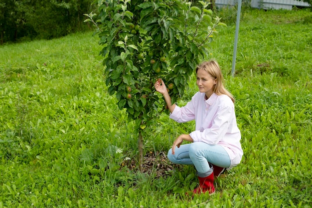 Foto uma mulher perto de uma maçã columnar olha para seus frutos maçãs grandes em uma pequena maçã columnar