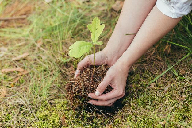 Uma mulher planta um pequeno carvalho na floresta, um voluntário ajuda a plantar novas árvores na floresta, foto em close-up