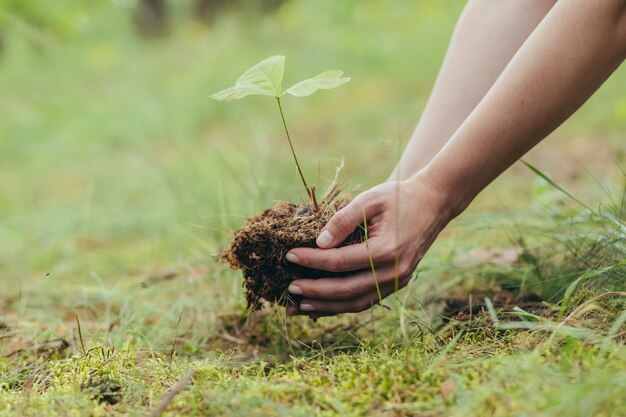 Uma mulher planta um pequeno carvalho na floresta, um voluntário ajuda a plantar novas árvores na floresta, foto em close-up