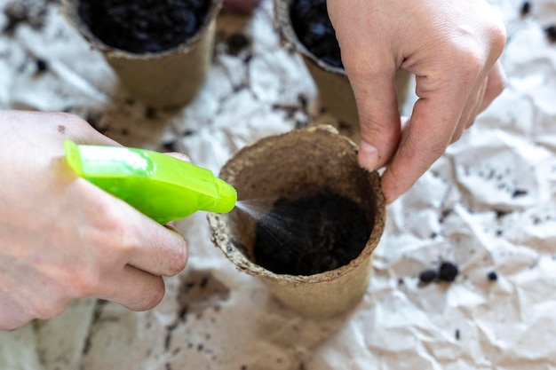 Uma mulher pulveriza sementes com água em um pote de turfa para mudas na área de trabalho O processo de umedecer a terra em vasos para o conceito de jardinagem de mudas