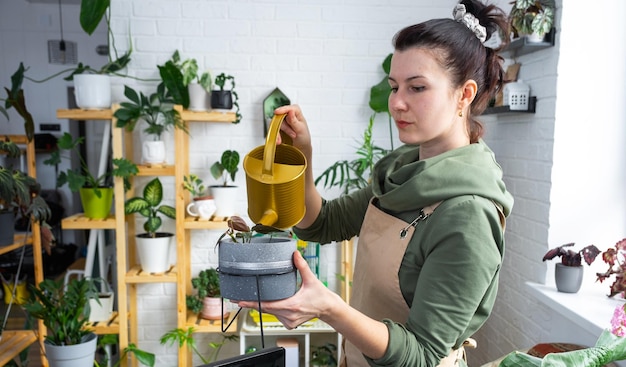 Uma mulher rega plantas caseiras de sua coleção de espécies raras de um regador cultivado com amor em prateleiras no interior da casa Cultivo de plantas domésticas equilíbrio hídrico da casa verde