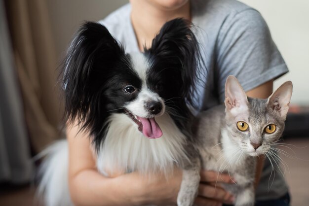 Foto uma mulher segura em suas mãos um gato esfinge de pincel e um cachorro papillon