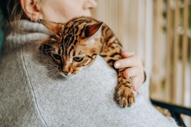 Uma mulher segura ternamente seu gato bengal de estimação em suas mãos