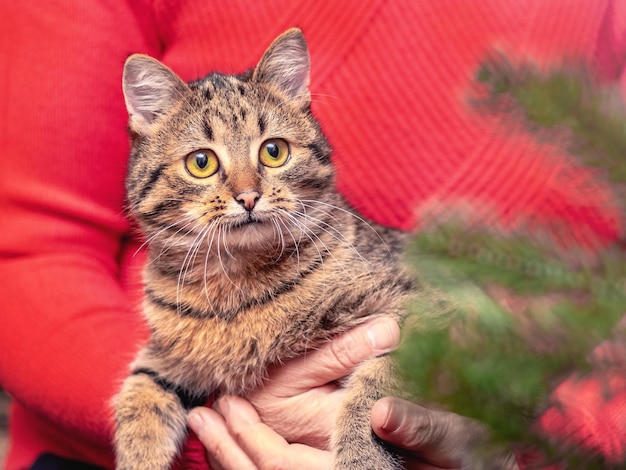 Uma mulher segura um gato marrom nos braços perto do Ano Novo e da árvore de Natal