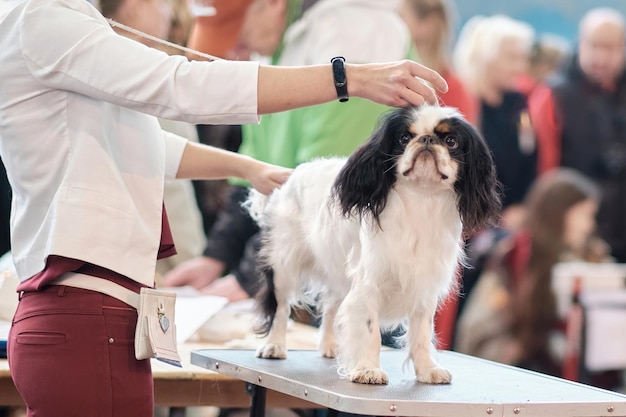 Uma mulher segura um King Charles spaniel em uma prateleira em uma mesa de tosa em uma exposição de cães