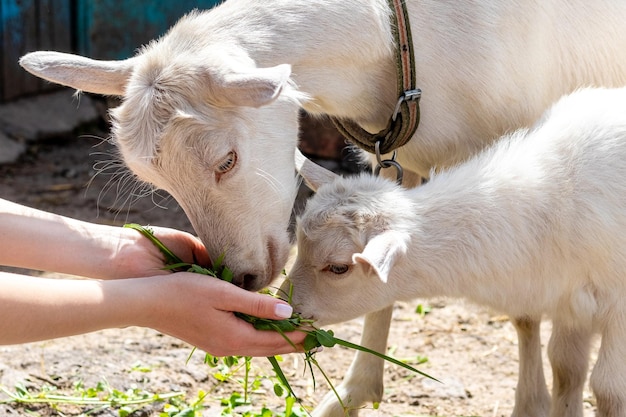 Uma mulher segura uma grama nas mãos e alimenta uma cabra e uma cabrinha com grama. Cuidando de animais