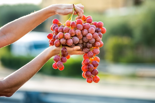 Uma mulher segurando grande cacho de uvas vermelhas na mão.