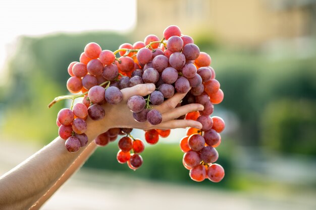 Uma mulher segurando grande cacho de uvas vermelhas suculentas na mão.