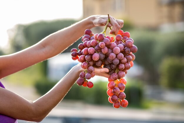 Uma mulher segurando grande cacho de uvas vermelhas suculentas na mão.